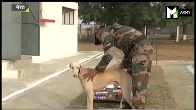 Military dogs_india_army_india