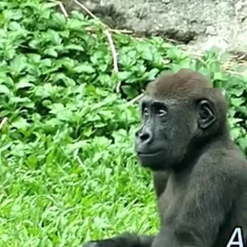 Funny Monkeys make me Happy