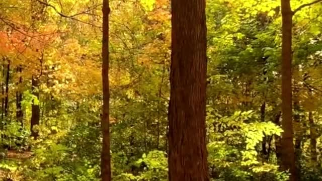 Autumn Music 4K | Relaxing Music for Stress Relief | #LuckyMusic