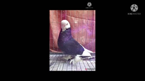 Pigeons of Bangladesh