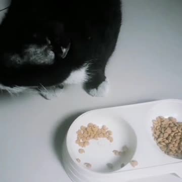 Black Cat Eating Alone
