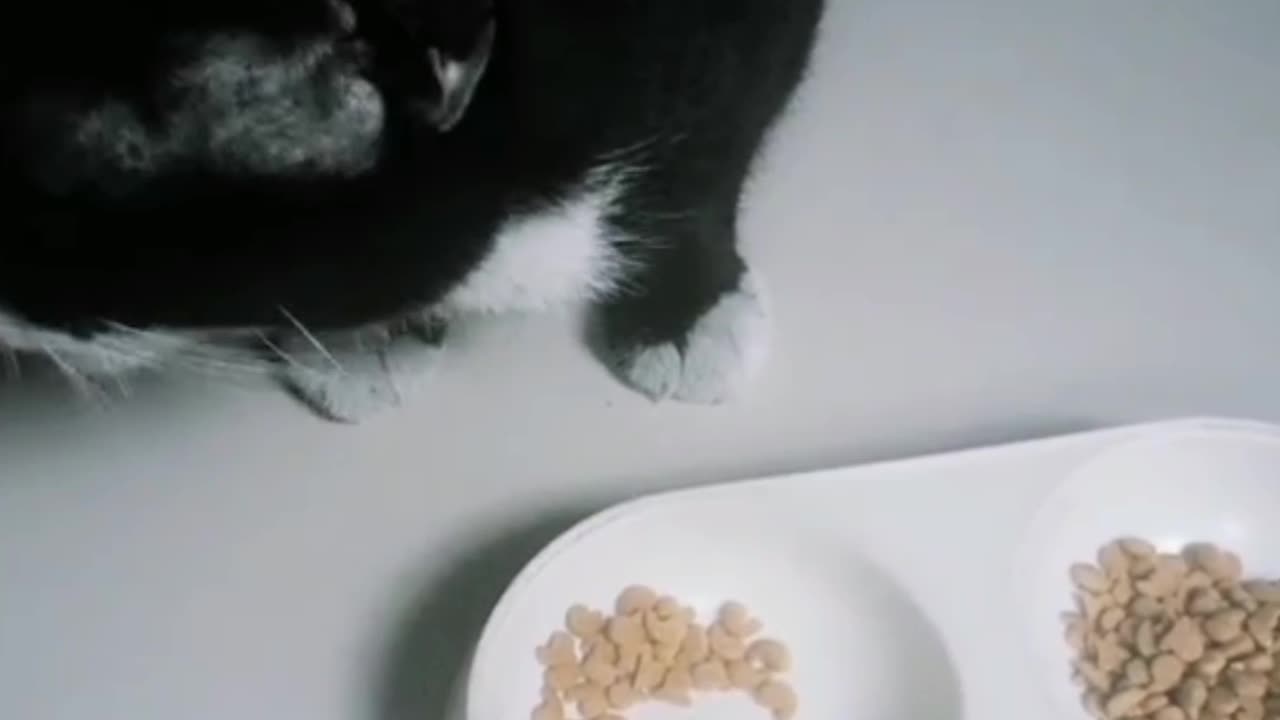 Black Cat Eating Alone