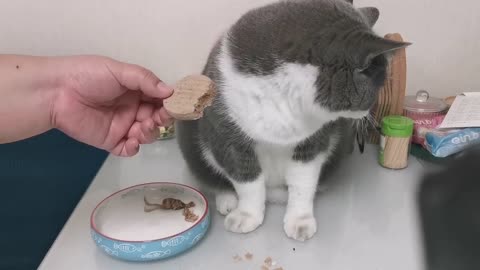 Nutritious breakfast for cats