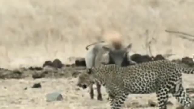 Brave Warthog faced Leopard in Kruger National Park #shorts #leopard