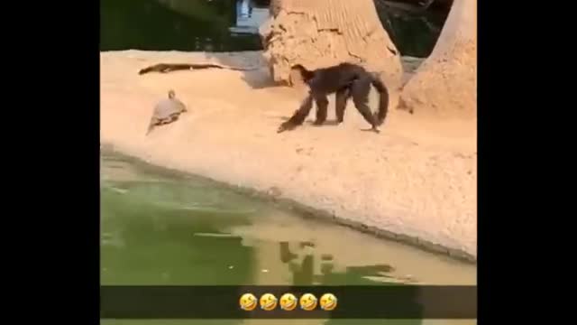 Funny animals videos EPIC!!