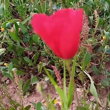 Ait bou Ali tidili massfioua1