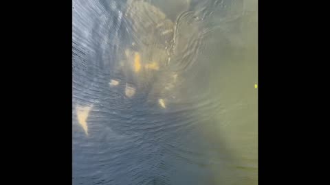 Florida manatee pod on the move.