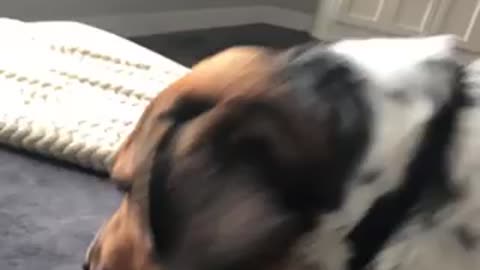 Dog nails dance