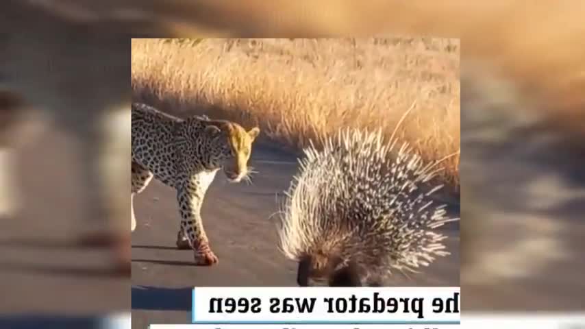 Moral of the story_ Don't pick a fight with a porcupine.mp4