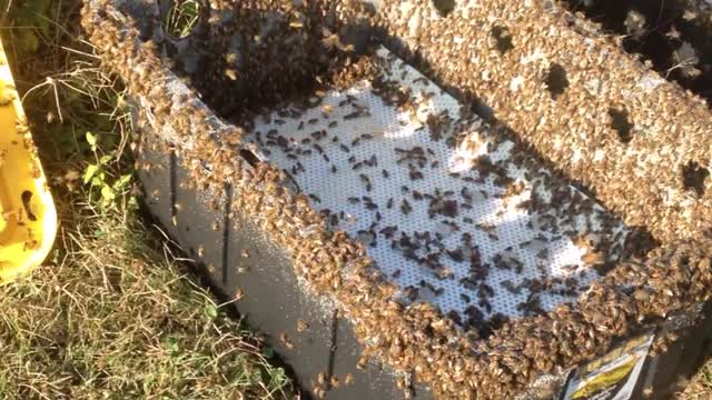 Open Feeding Honeybees