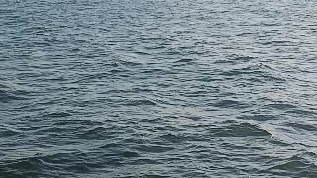 Humpback whale