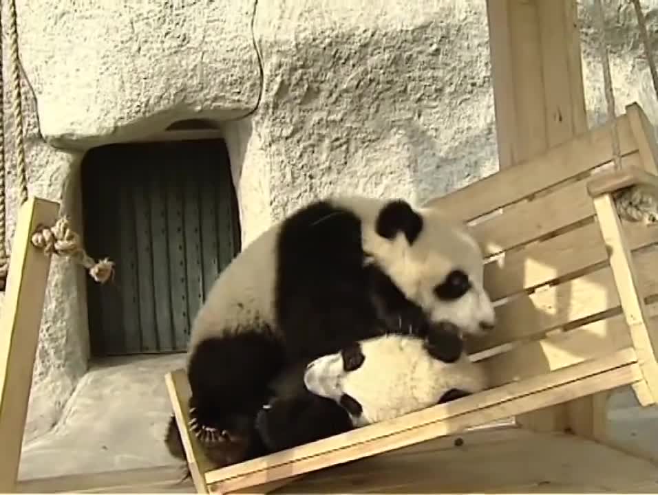 Cute pandas playing on the slide