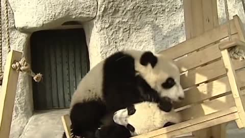 Cute pandas playing on the slide