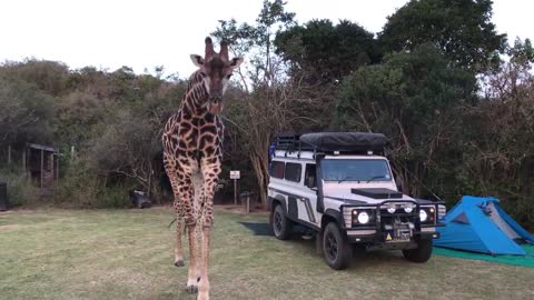 Overly Friendly Giraffe Surprises Campers