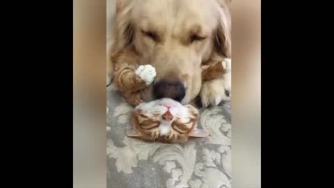 cat and dog friendship just watch