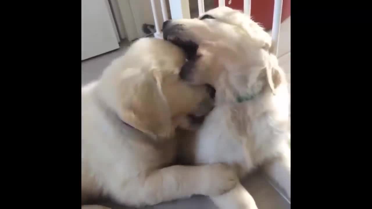 Labrador fighting !! | Dog lovers enjoy the video