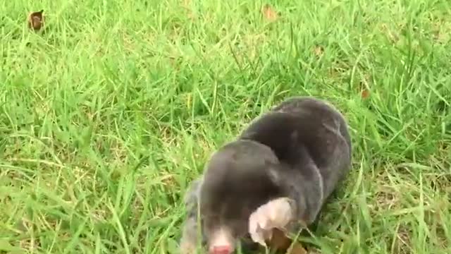 Moles are so specialized at digging, they can't walk very well.