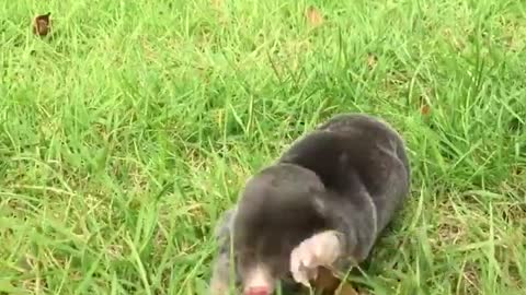 Moles are so specialized at digging, they can't walk very well.