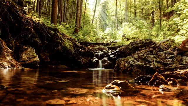 Forest, stream, natural sounds, and birdsong.