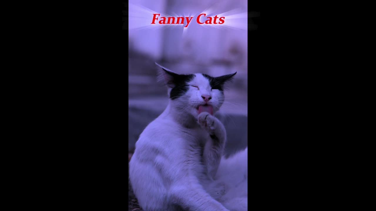 Fanny Cats Video🥰Amazing🍂video for watching this video🌹