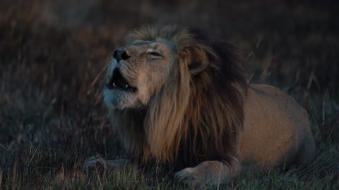 Roaring Lion Scarface Busanga Plains Kafue National Park