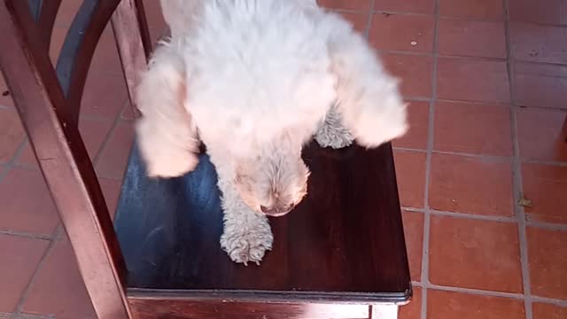 obedient puppy, deserves award