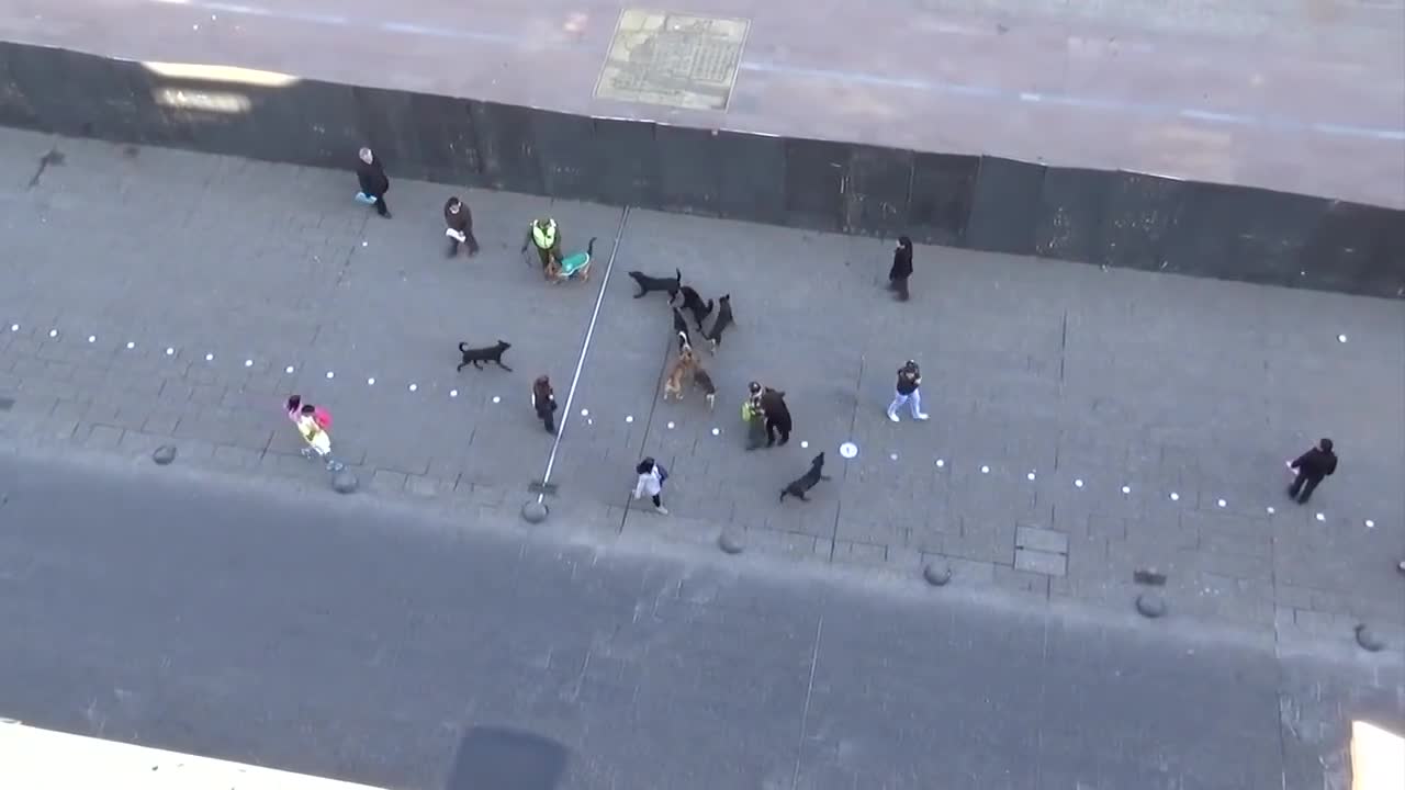 MUST SEE!! POLICE DOG ATTACKED BY PACK OF STRAY DOGS