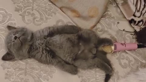 Cat farts on mic