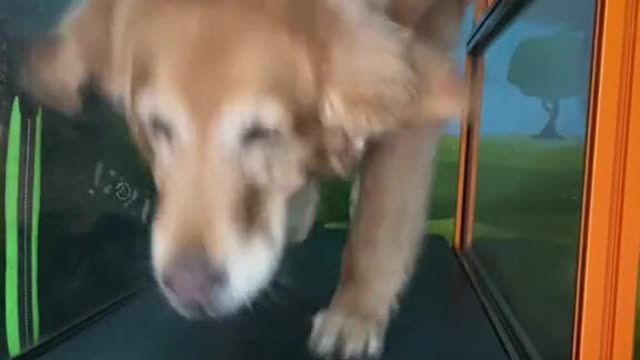 Daily Exercise Make Me Strong - Dog has his own commitments| Never give up Dog| Funny pets