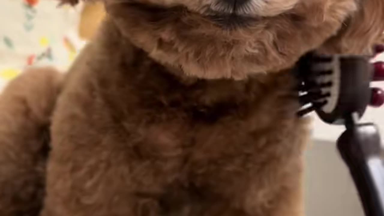 #cute#dog#podd