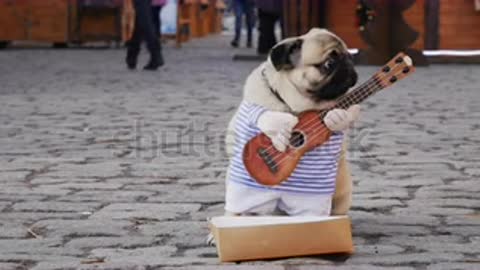 a guitarist dog