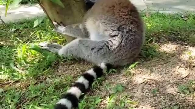 A siesta lemur