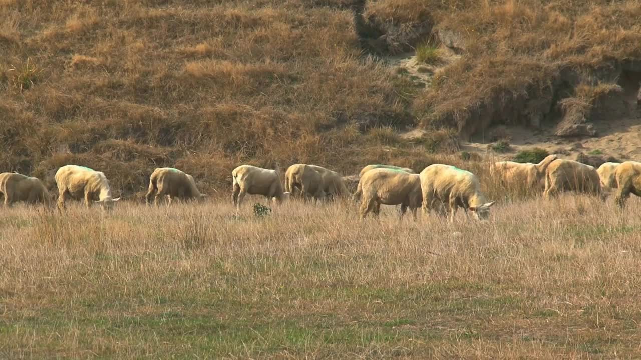 Sheeps at the Catlins in New Zealand