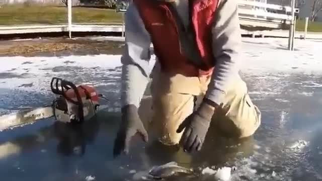 This is a beautiful and charming water-dwelling species