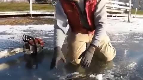 This is a beautiful and charming water-dwelling species