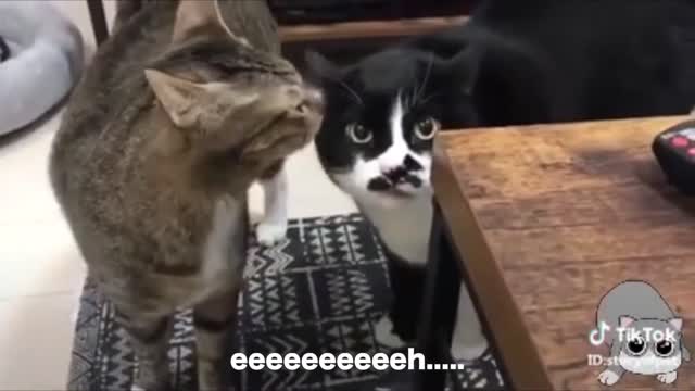 Cats going crazy and talking English