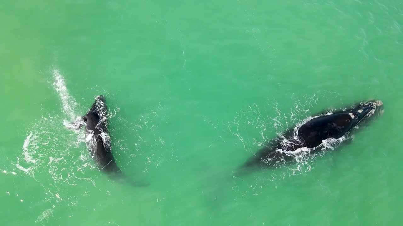 Aerial view of two southern right whales Eubalaena australis