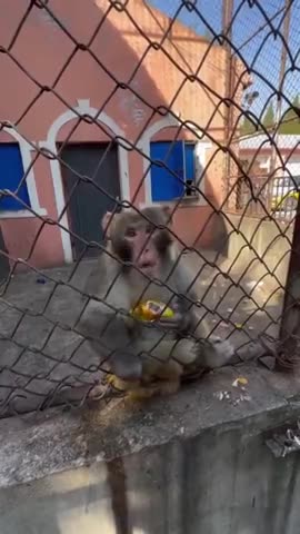 Monkey no likes monkey business 🤣
