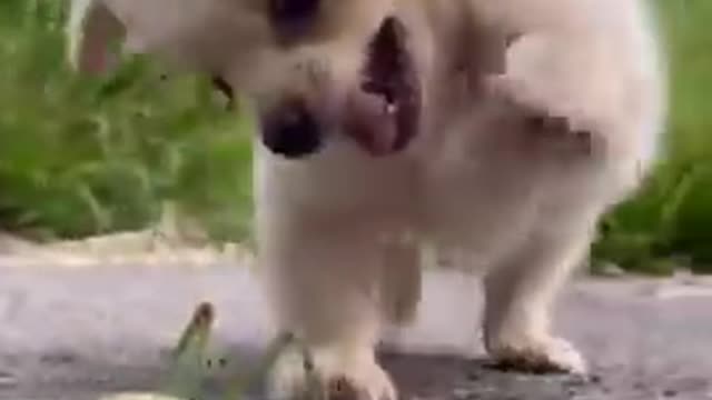 Funny Animal Videos - Awesome Funny Pet Animals | Cute Animals | Super Funny Dog Videos