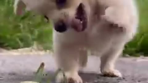 Funny Animal Videos - Awesome Funny Pet Animals | Cute Animals | Super Funny Dog Videos