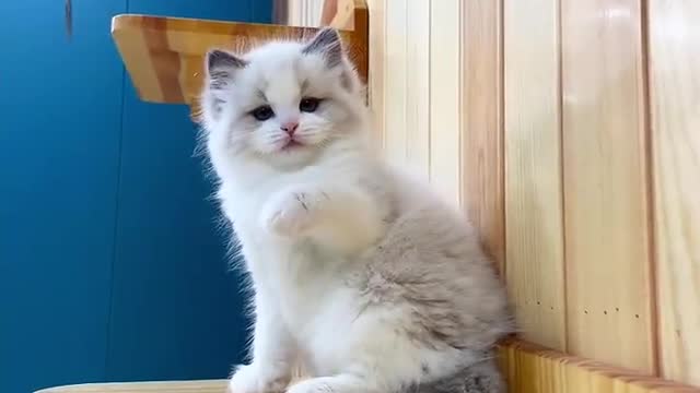 Such a cute kitten