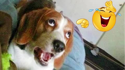 FUNNY DOG Videos That Will Cure Your Bad Day - 🤣 LAUGH at FUNNY DOGS compilation