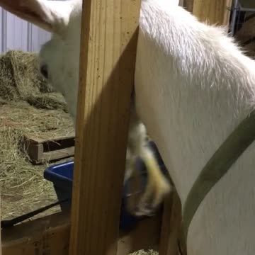 Lizzy and the feed bin
