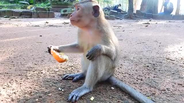 Cute Monkey eats Pomegranate *Original Sound*