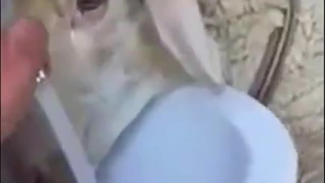 3 Things You Didn't Know About Lambs