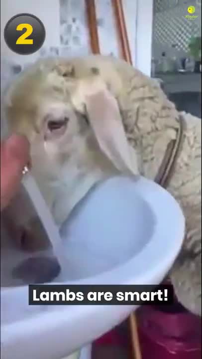 3 Things You Didn't Know About Lambs