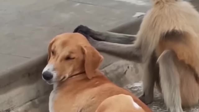 Indian dog & monkey funny video