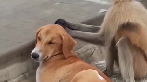 Indian dog & monkey funny video