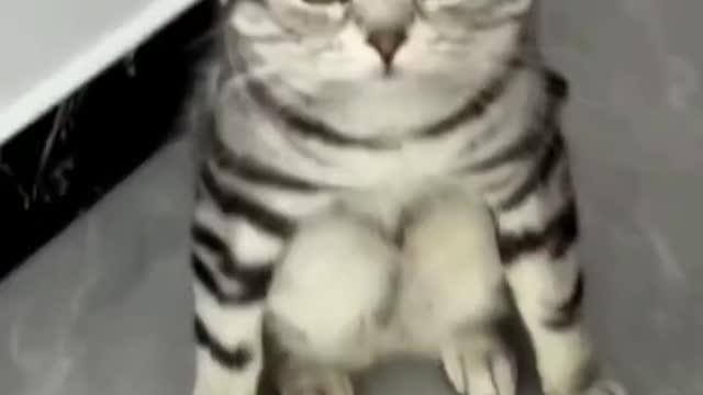 cute cats