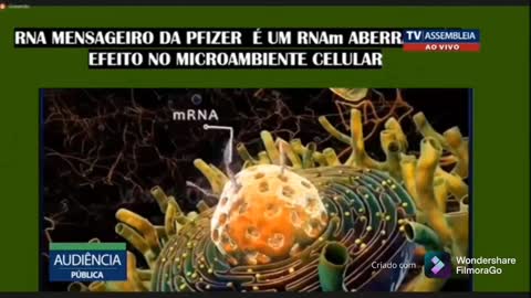 Apresentação da Dra Akemi Shiba mostra a inoculação Pfizer